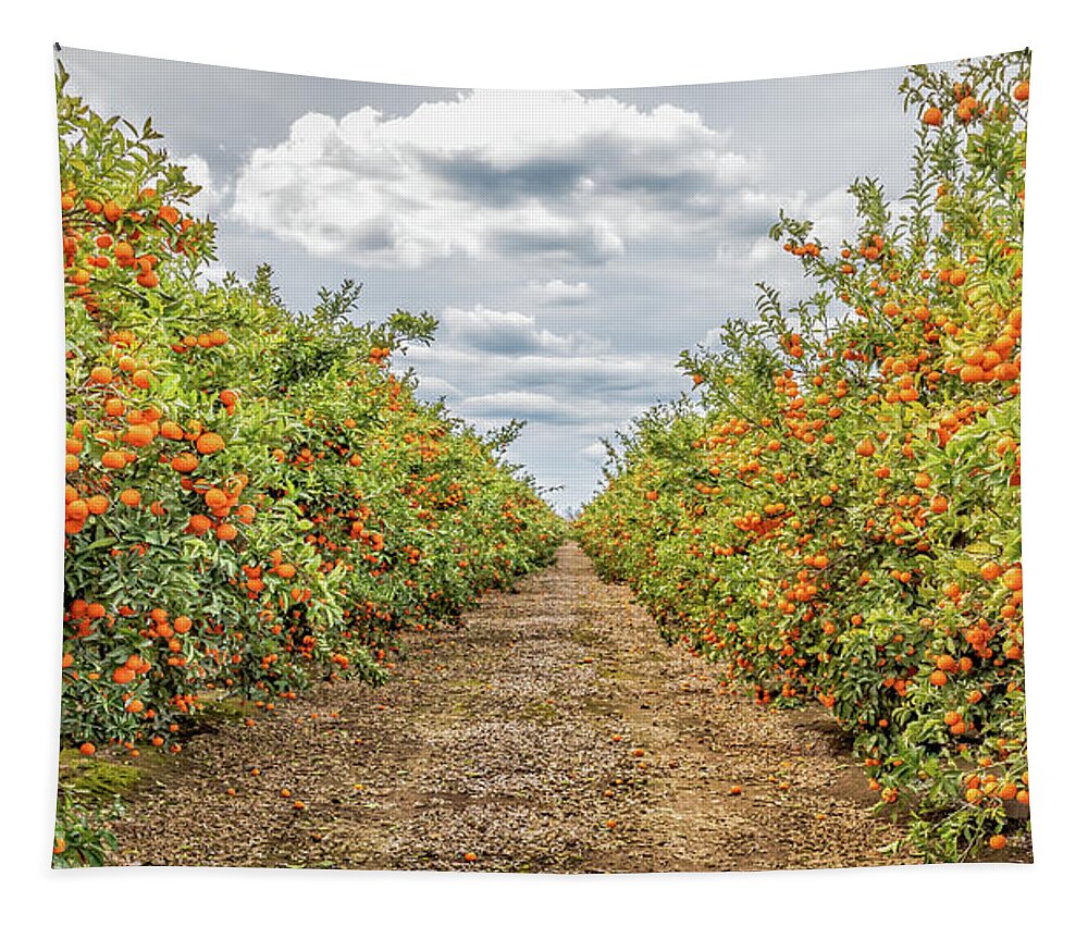 Fresno Tapestry featuring the photograph Citrus Orchard by Elvira Peretsman