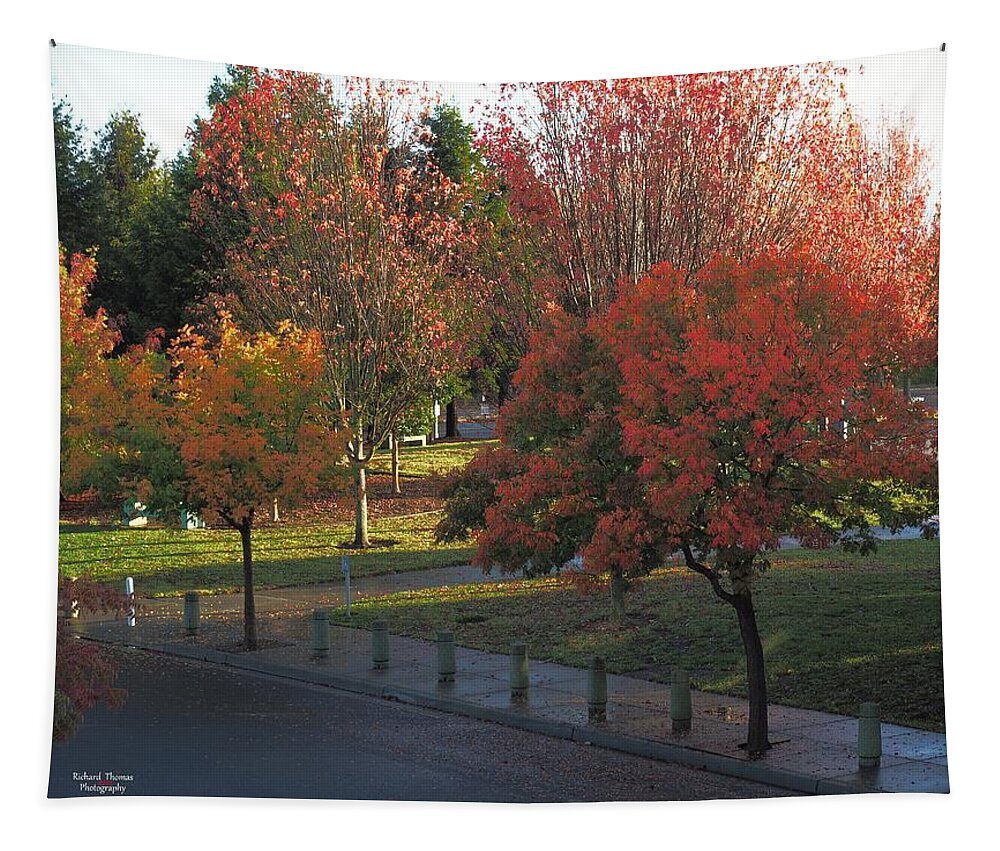 Tree Tapestry featuring the photograph City Park Autumn by Richard Thomas