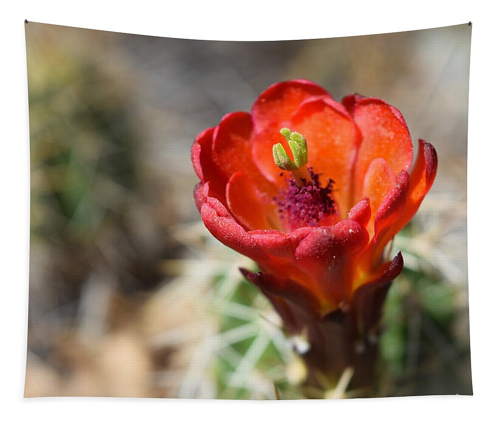 Cactus Tapestry featuring the photograph Claret Cup Cactus by Bonny Puckett