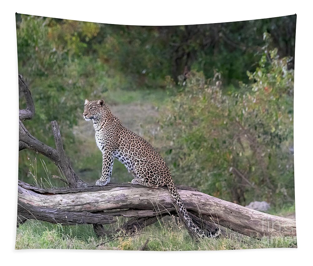Animals Tapestry featuring the photograph Classic Beauty by Sandra Bronstein