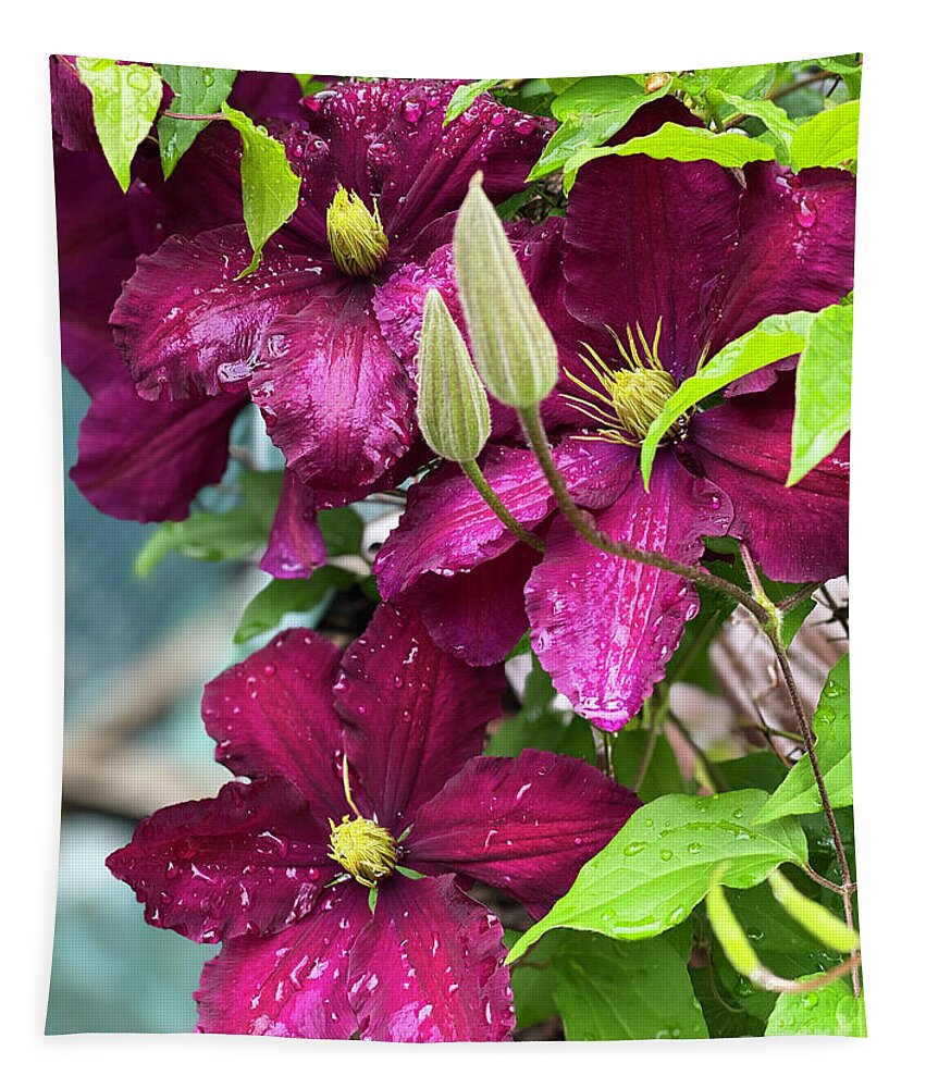 Clematis Tapestry featuring the photograph Clematis in the Rain by Jeanette French