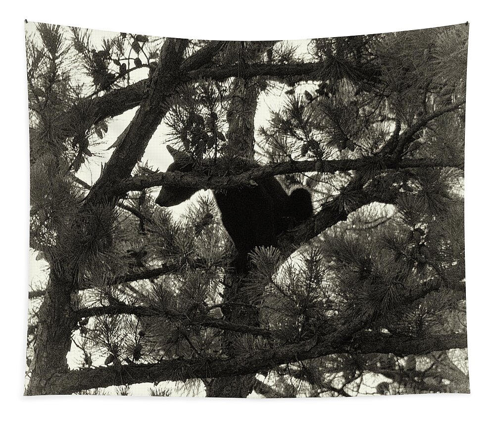 Bear Tapestry featuring the photograph Climbing Bear 4 by Phil Perkins