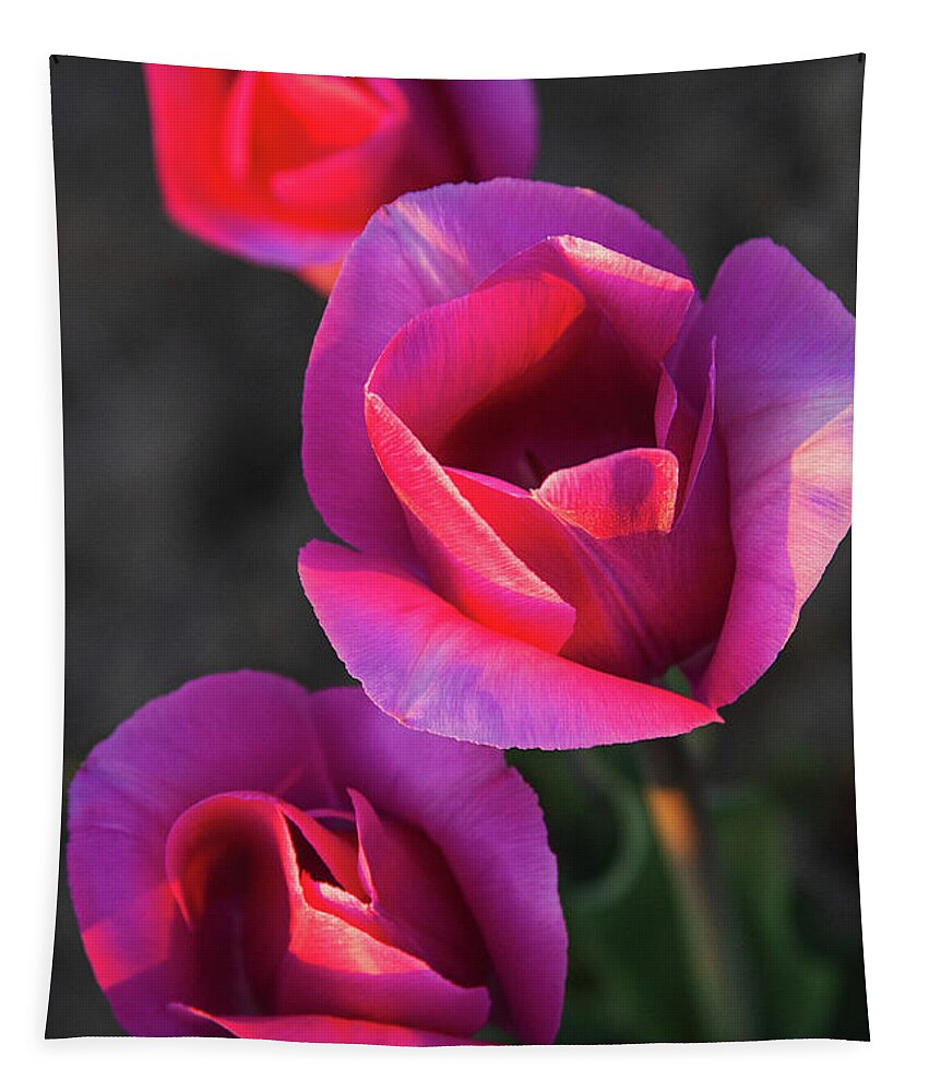 Tulips Tapestry featuring the photograph Close Up by Michael Rauwolf