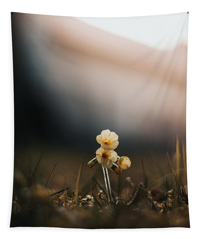 True Oxlip Tapestry featuring the photograph Close-up of a yellow flower oxlip by Vaclav Sonnek