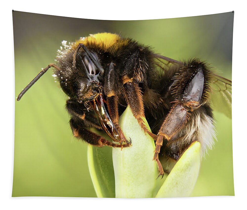 Nature Tapestry featuring the photograph Close Up Of An Earth Bumblebee by MPhotographer