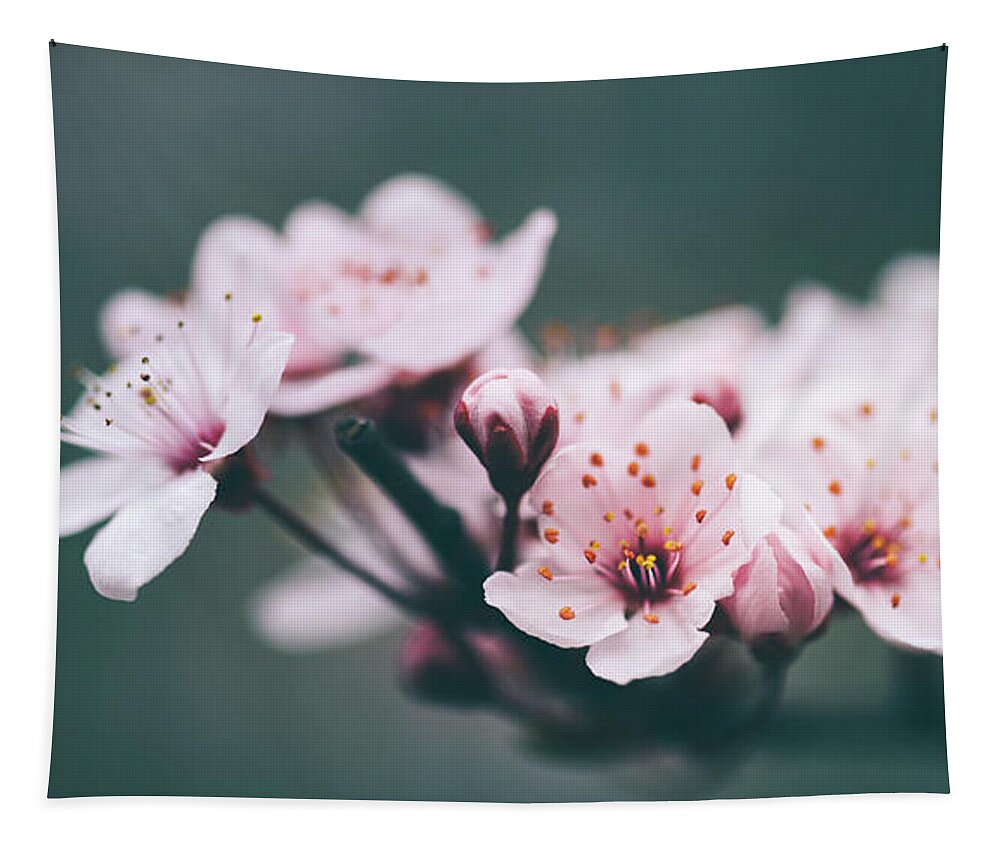 Blossom Tapestry featuring the photograph Closeup of spring blossom flower on dark bokeh background. by Jelena Jovanovic