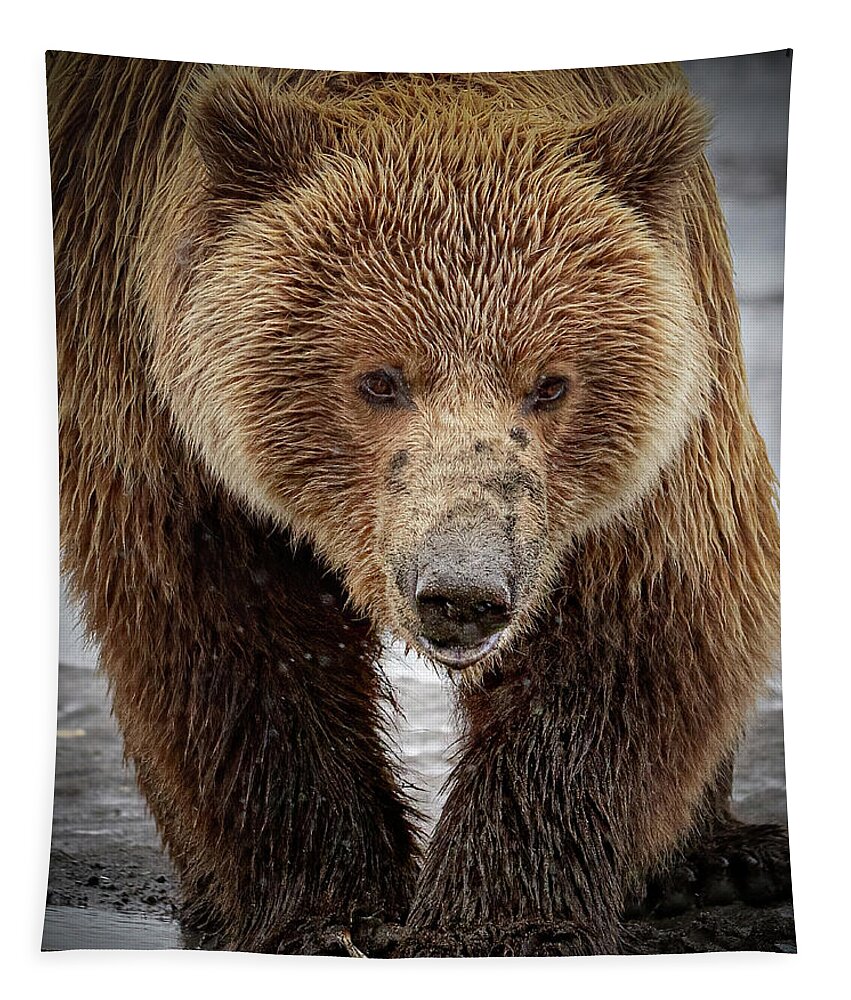(ursus Arctos) Tapestry featuring the photograph Coastal Brown Bear Clamming with Muddy Snout by James Capo