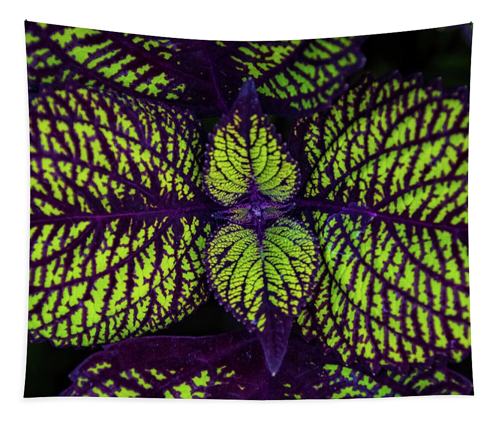 Plant Tapestry featuring the photograph Coleus by Terri Hart-Ellis