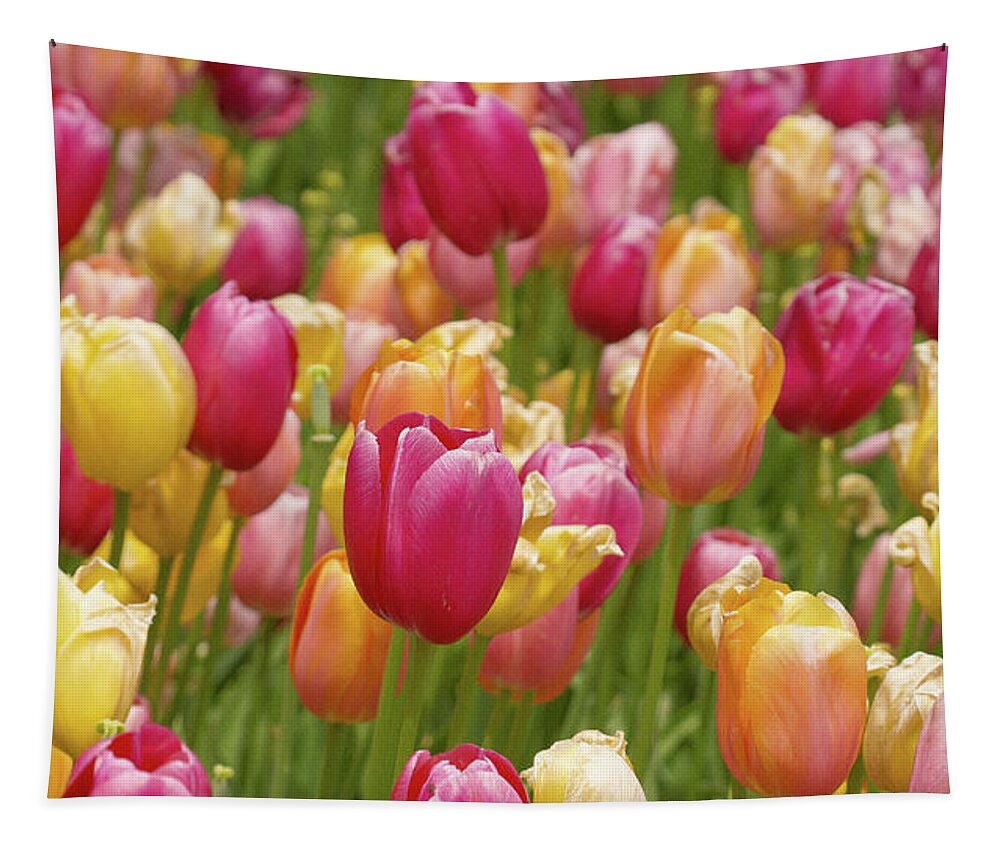 Colorful Tulips Tapestry featuring the photograph Colorful tulips by David Morehead