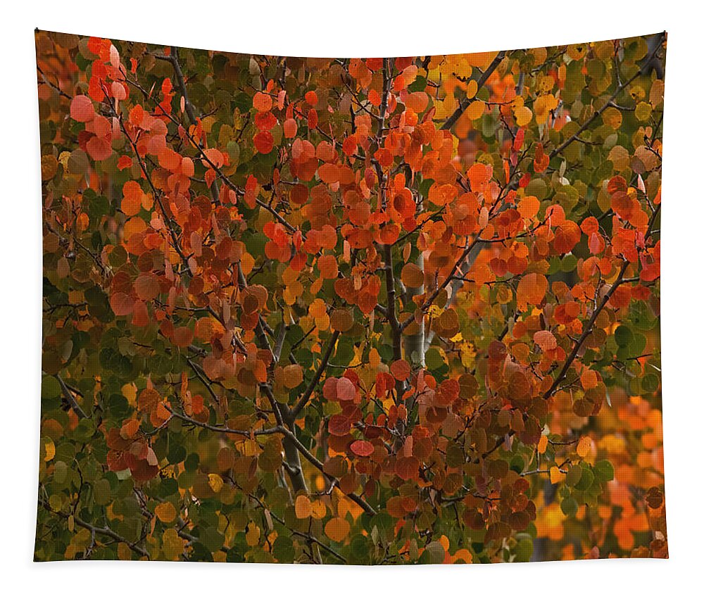 Autumn Tapestry featuring the photograph Colors of the Aspen by Ernest Echols