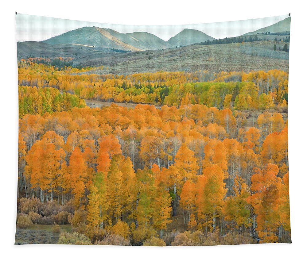 Trees Tapestry featuring the photograph Colors of the Season by Jonathan Nguyen