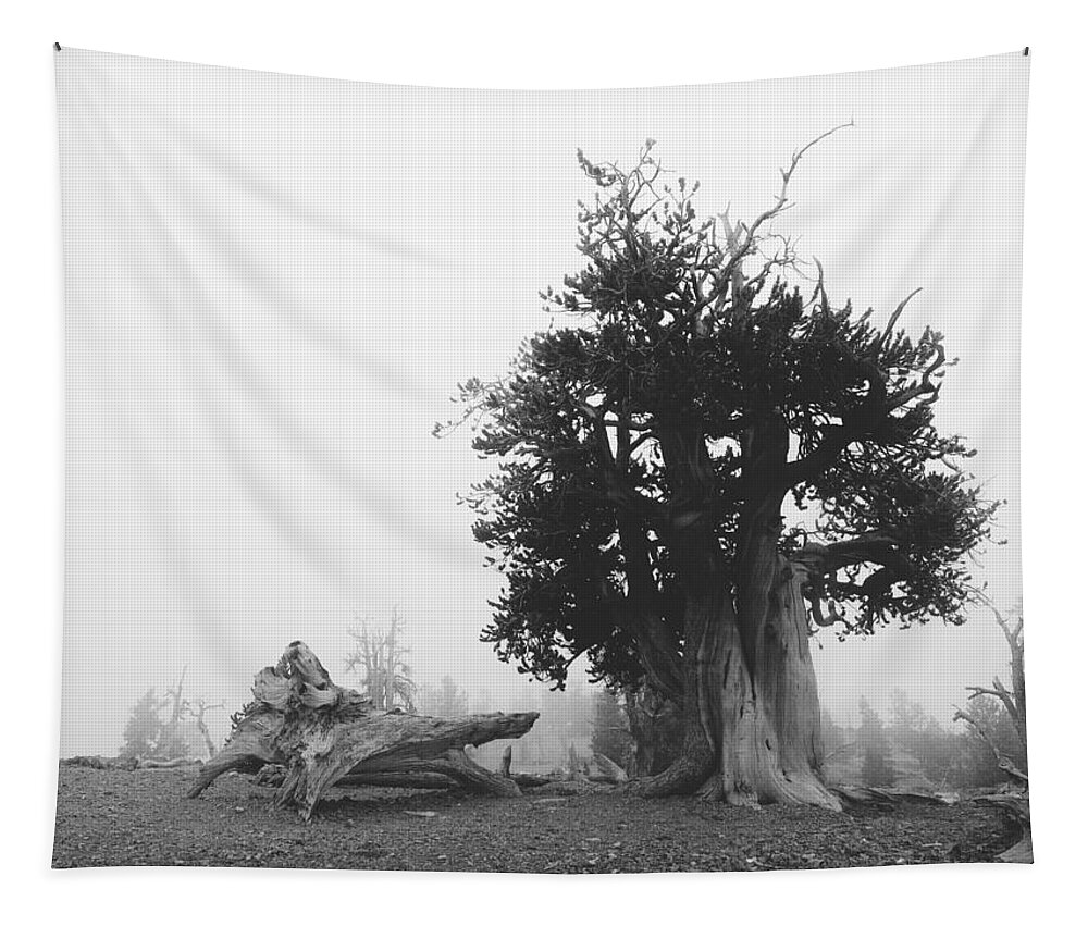 Bristlecone Pine Tree Tapestry featuring the photograph Command by Mark Ross