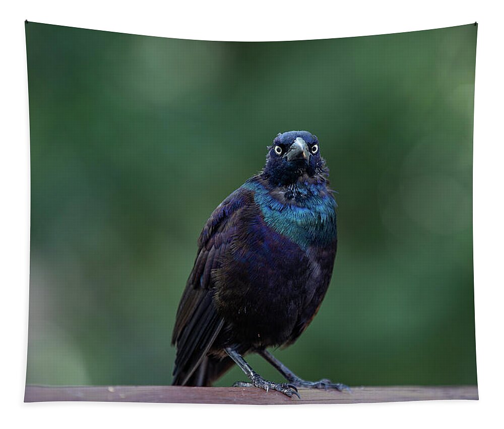 Bird Tapestry featuring the photograph Common Grackle by Denise Kopko