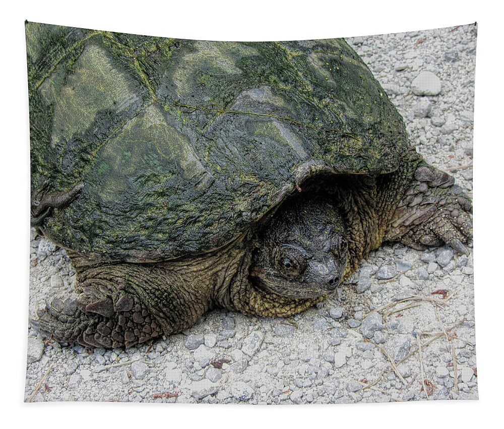 Chelydra Serpentina Tapestry featuring the photograph Common Snapping Turtle by Kathy Clark