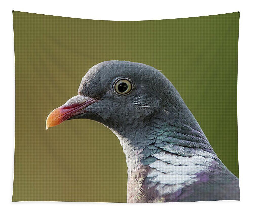 Common Wood Pigeon Tapestry featuring the photograph Common Wood Pigeon s portrait by Torbjorn Swenelius
