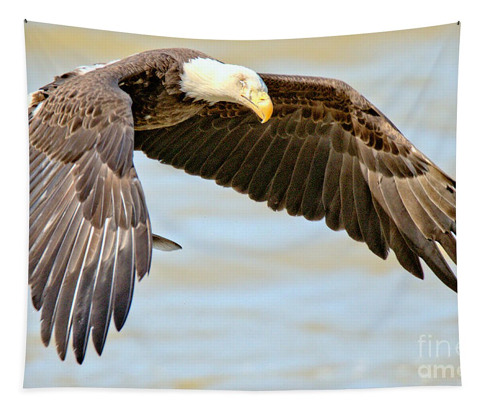 Conowingo Tapestry featuring the photograph Conowingo Dam Eagle Hovering Crop by Adam Jewell
