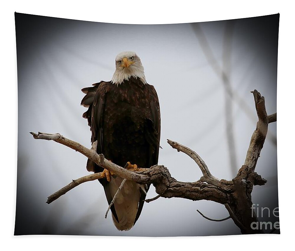 Eagles Tapestry featuring the photograph Contemplating by Veronica Batterson