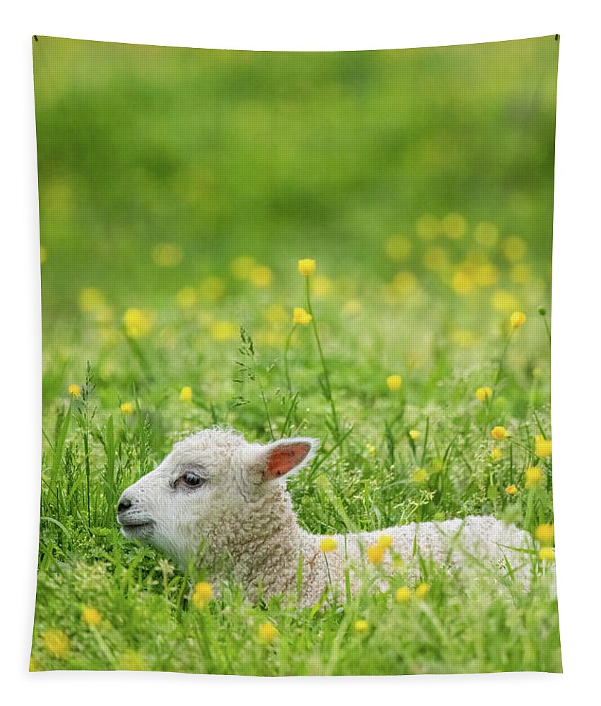 Lamb Tapestry featuring the photograph Content Repose by Rachel Morrison