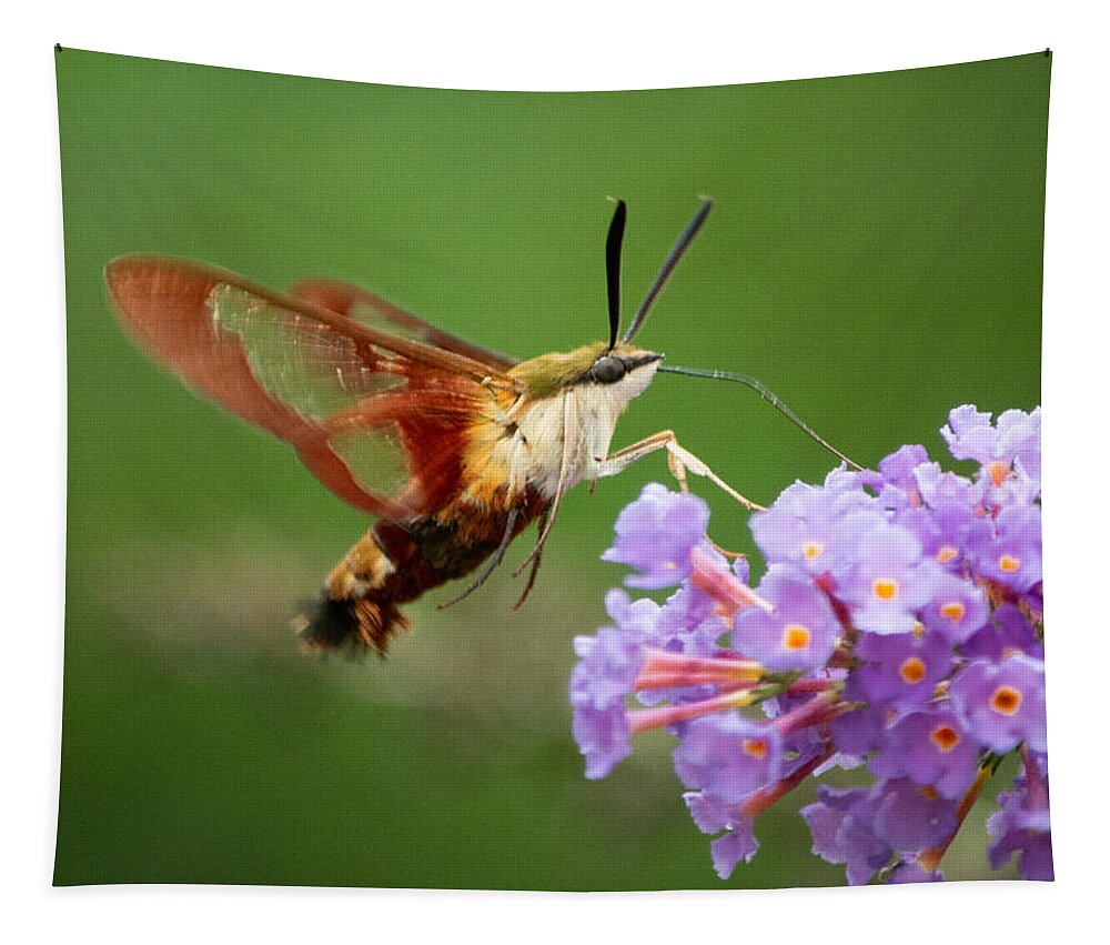 Hummingbird Moth Tapestry featuring the photograph Cool Creature by Linda Bonaccorsi