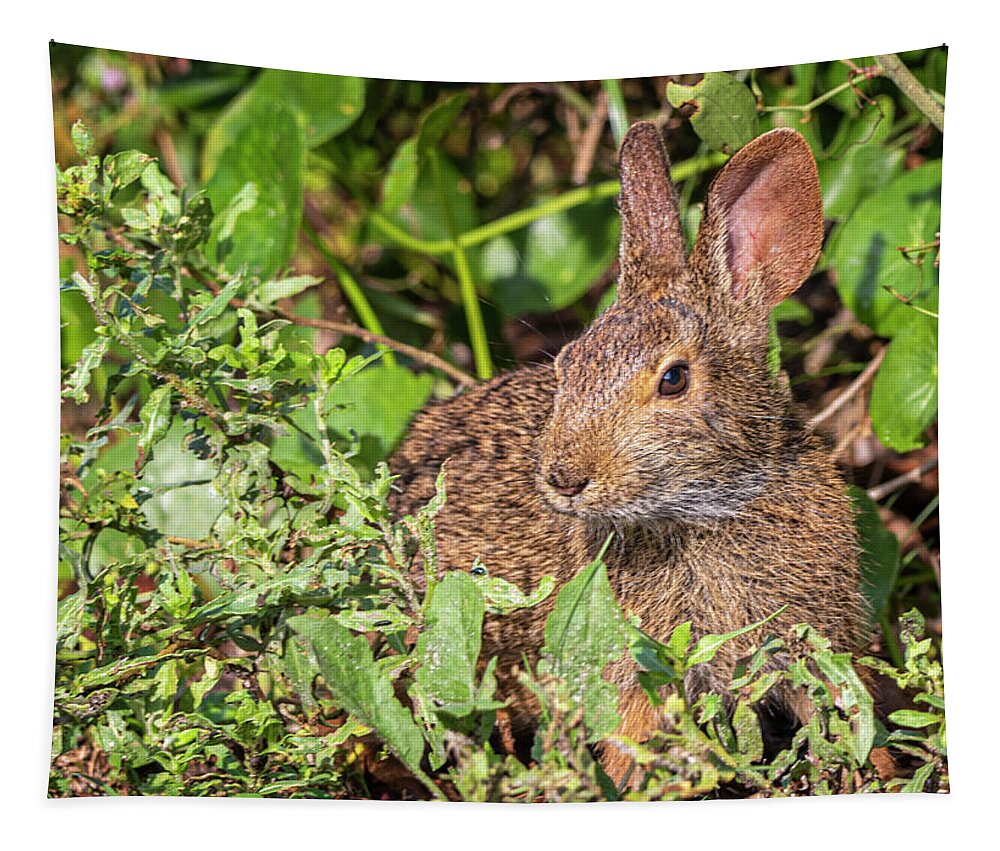 Rabbit Tapestry featuring the photograph Cottontail Rabbit at Fort Macon State Park by Bob Decker