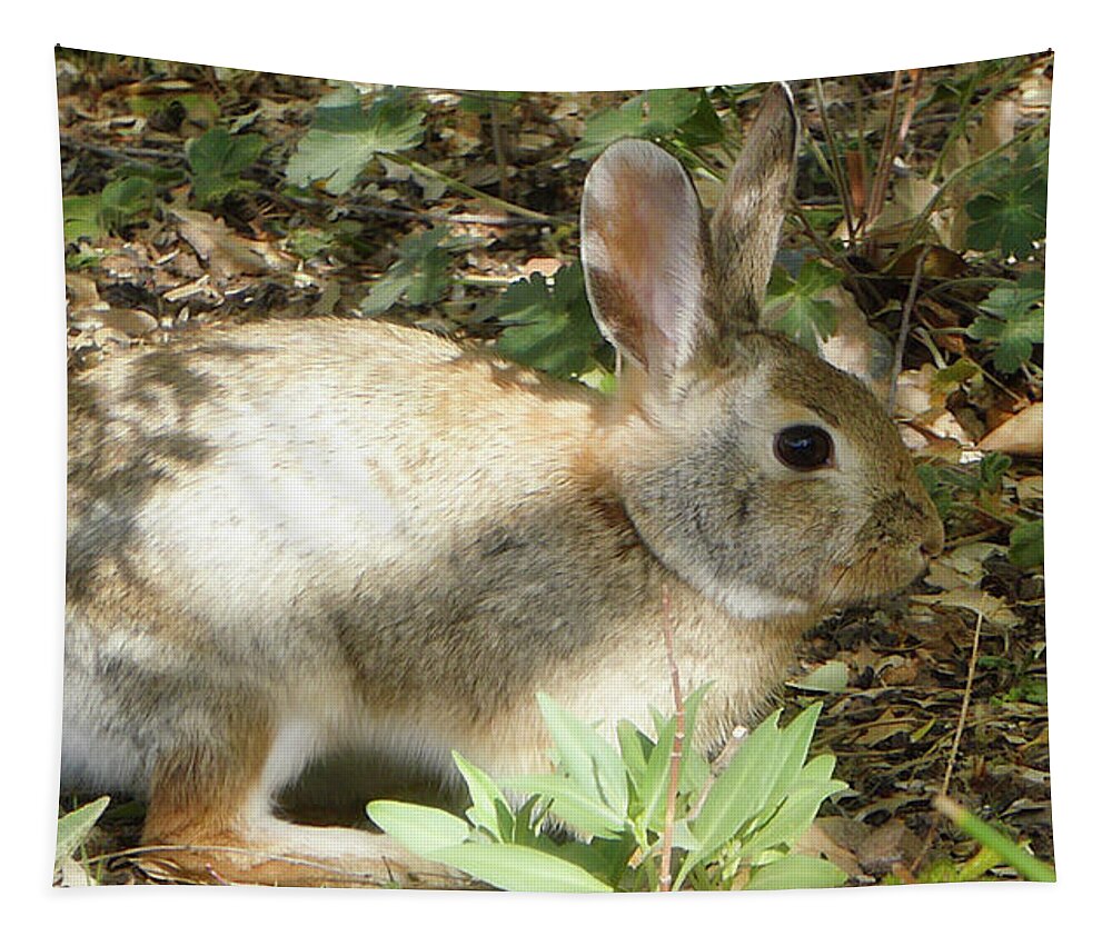 Animals Tapestry featuring the photograph Cottontail by Segura Shaw Photography