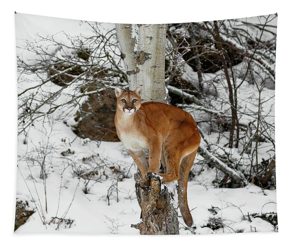 Cougar Perch Tapestry featuring the photograph Cougar Perch by Wes and Dotty Weber