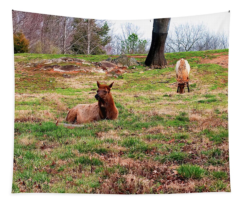 Elk Tapestry featuring the photograph Cow and Bull Elk in Field by Flees Photos