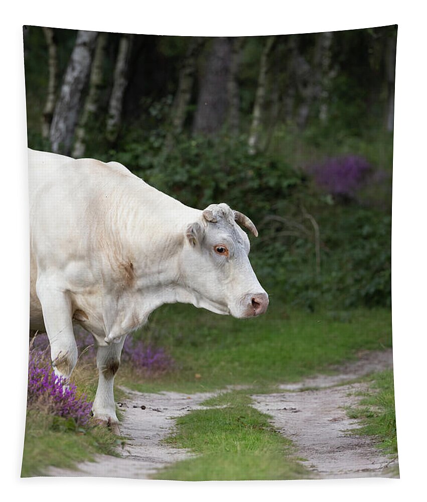 Cow Tapestry featuring the photograph Cow in the Forest by MPhotographer