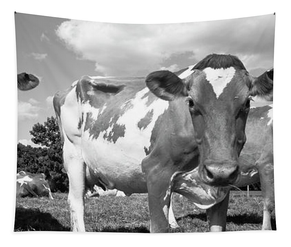 Agriculture Animal Themes Cloud Black And White Cow Day Dodge County Domestic Cattle Field Herbivorous Horizontal Livestock Mammal Medium Group Of Animals Nature No People Outdoors Panoramic Photography Rural Scene Shadow Sky Sunlight Tranquil Scene Travel Destinations Usa Wisconsin Waupun Tapestry featuring the photograph Cows in a field, Waupun, Dodge County, Wisconsin, USA by Panoramic Images