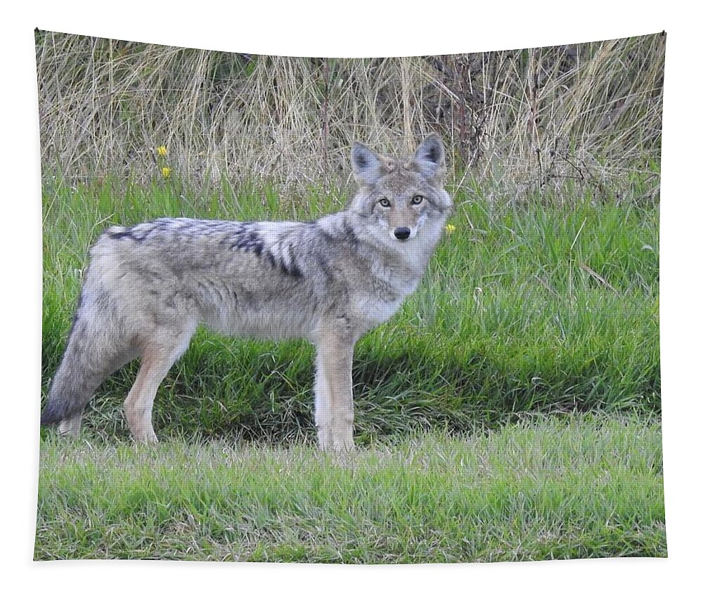 Chilcotin Coyote Tapestry featuring the photograph Coyote by Nicola Finch