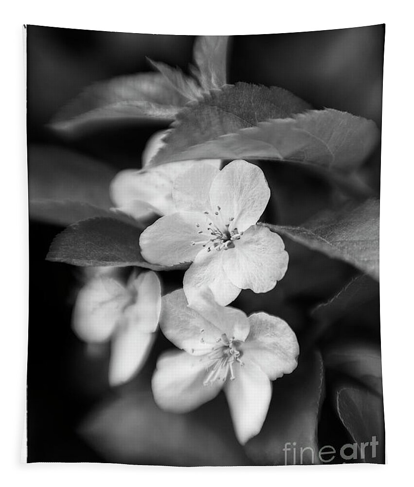 Black Tapestry featuring the photograph Crabapple - D012607 by Daniel Dempster