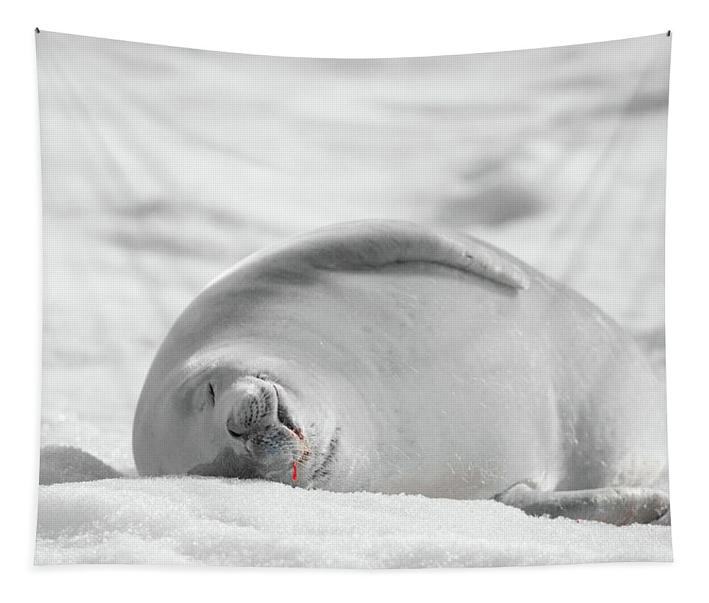 04feb20 Tapestry featuring the photograph Crabeater Seal Frozen Drool Pile BW-SC by Jeff at JSJ Photography
