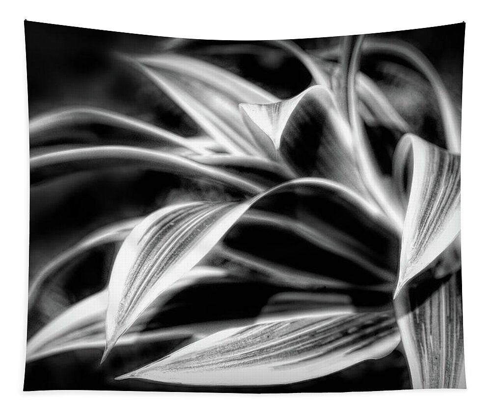 Black Tapestry featuring the photograph Creative Botanicals Black and White by Debra and Dave Vanderlaan