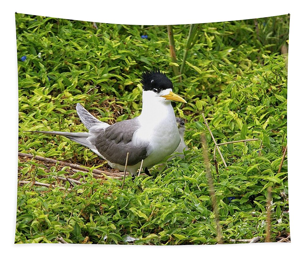 Australia Tapestry featuring the photograph Crested Tern and Chick, Australia by Steven Ralser