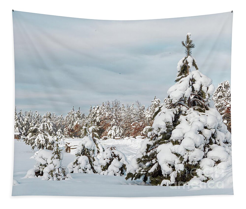 Crex Meadows Tapestry featuring the photograph Crex Meadows Christmas Snow by Natural Focal Point Photography