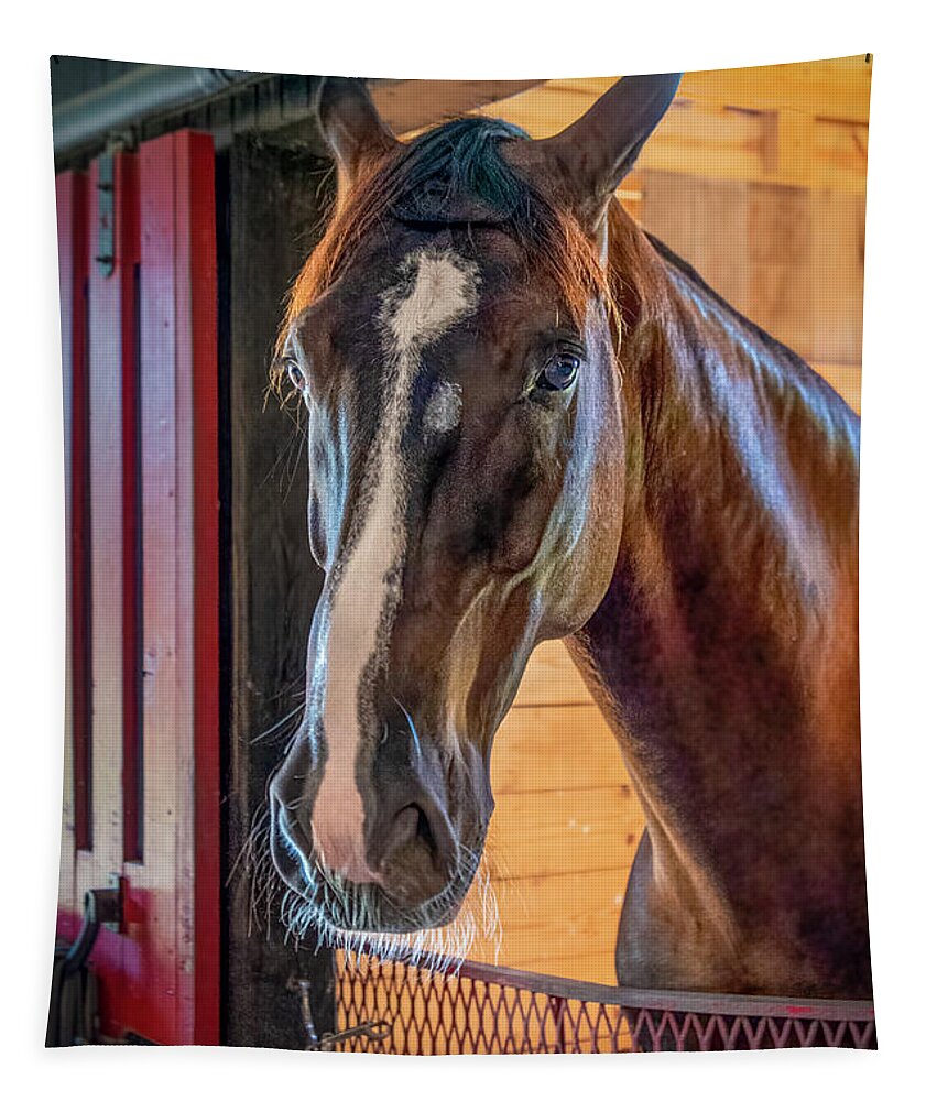 Horse Tapestry featuring the photograph Curious Thoroughbred by Ginger Stein