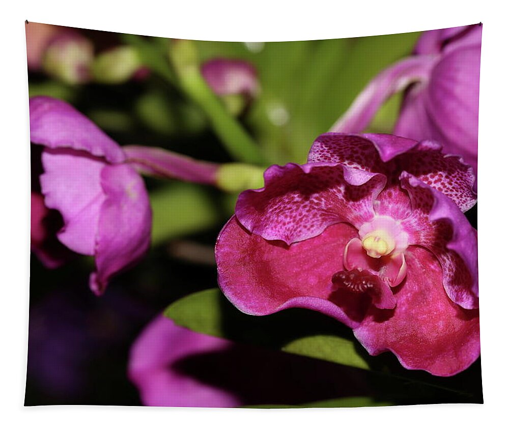 Orchid Tapestry featuring the photograph Curled Orchids by Mingming Jiang
