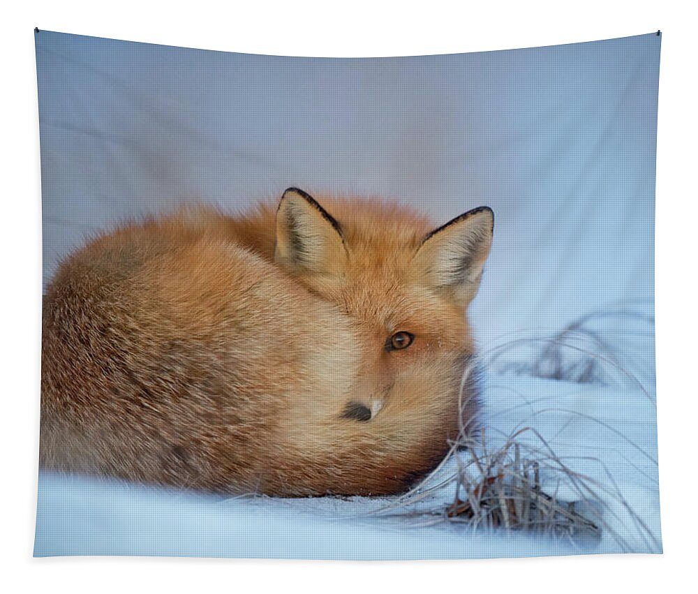 Fox In Snow Tapestry featuring the photograph Curled Up Fox by World Art Collective