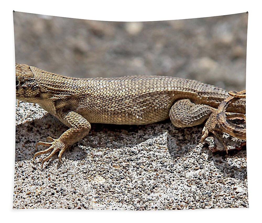 Lizard Tapestry featuring the photograph Curly Tail Lizard by Dart Humeston