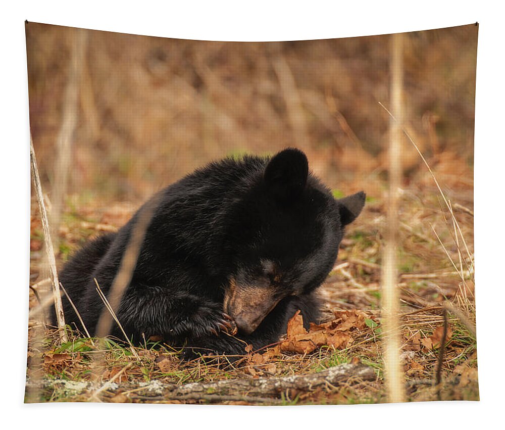 Great Smoky Mountains National Park Tapestry featuring the photograph Cute Black Bear Cub by Robert J Wagner
