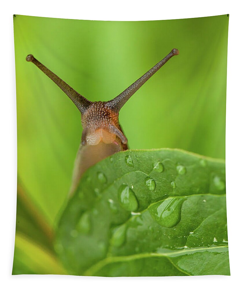 Garden Tapestry featuring the photograph Cute garden snail long tentacles on leaf by Simon Bratt
