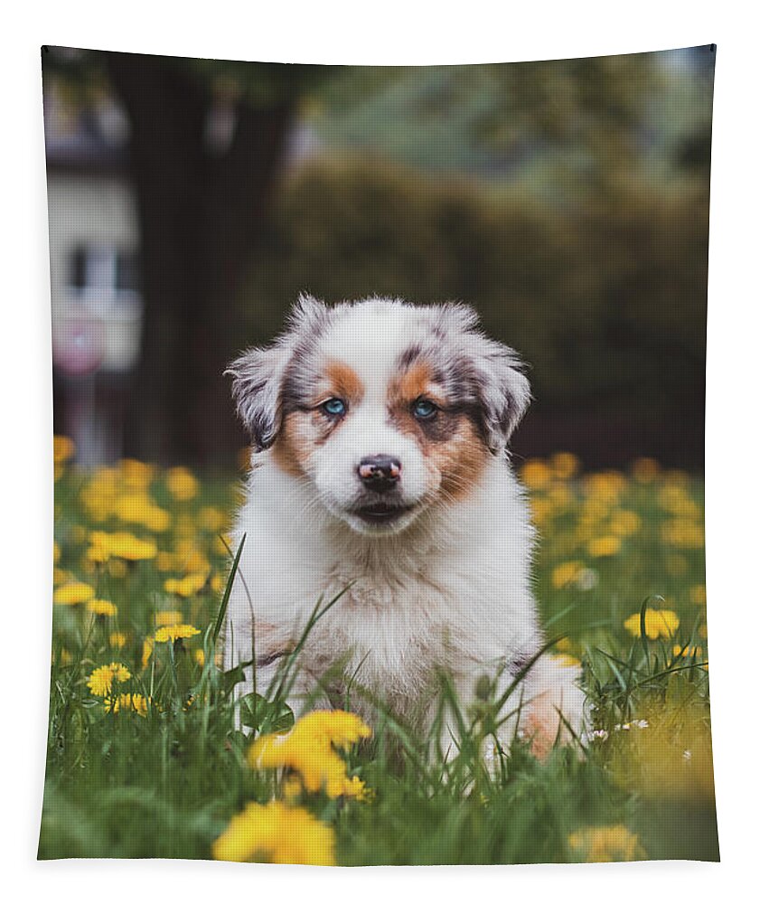 Blue Merle Tapestry featuring the photograph Cutest puppy of the Canis lupus breed by Vaclav Sonnek