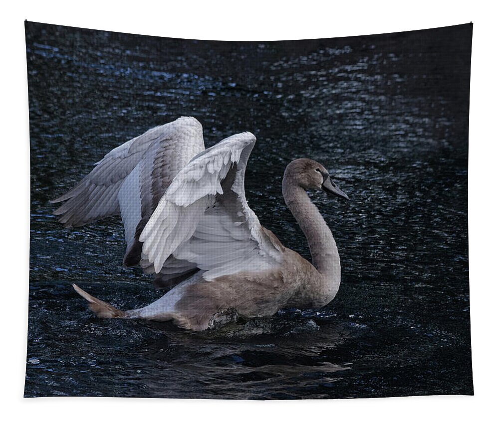 Cygnet Tapestry featuring the photograph Cygnet On A Lake by Jeff Townsend