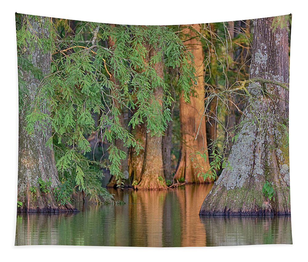 Cypress Tapestry featuring the photograph Cypress Avenue by Jim Cook