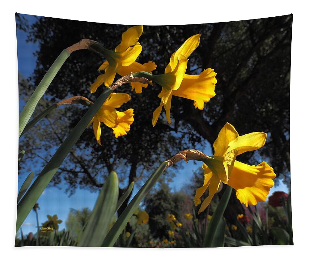  Spring Tapestry featuring the photograph Daffodil Yellow by Richard Thomas