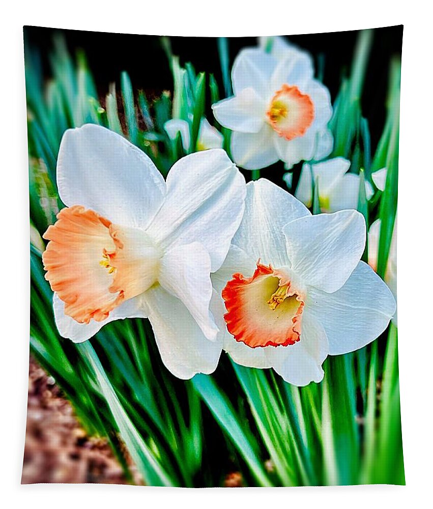 Spring Tapestry featuring the photograph Daffodils by John Anderson