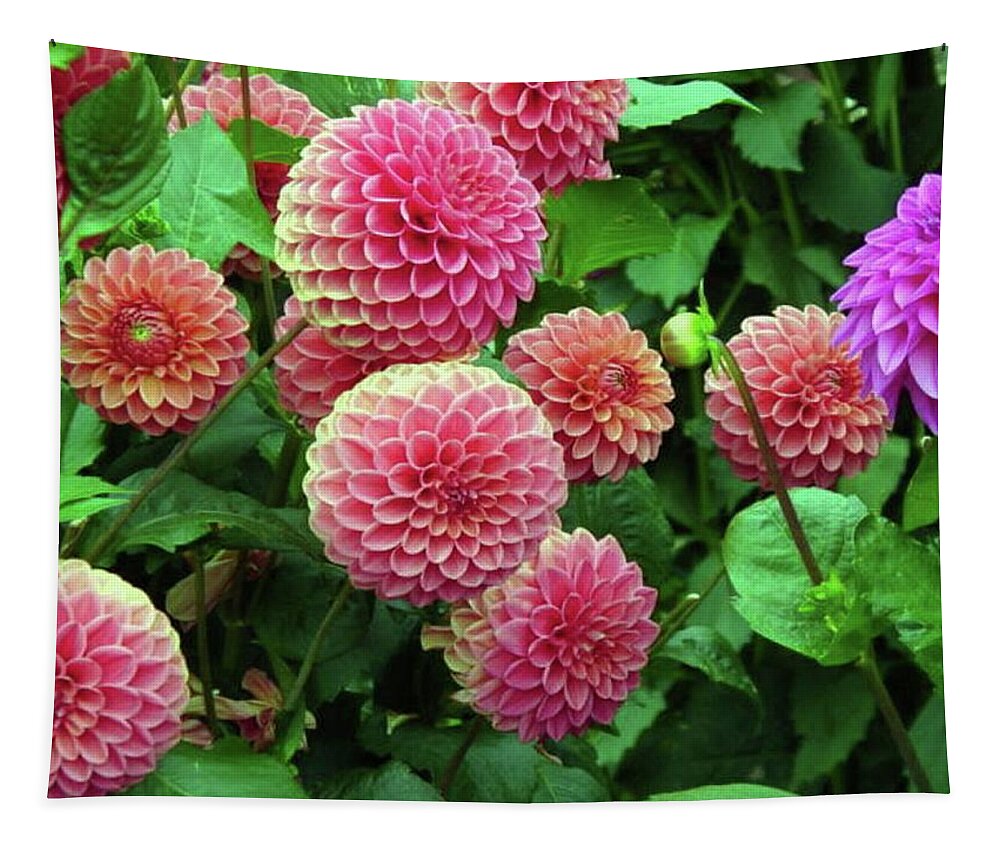 Dahlia Tapestry featuring the photograph Dahlia by Hank Gray