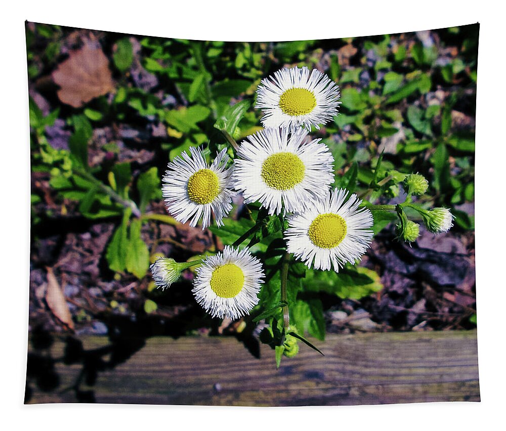 Daisy Fleabane Tapestry featuring the photograph Dainty Daisies by Heather Bettis