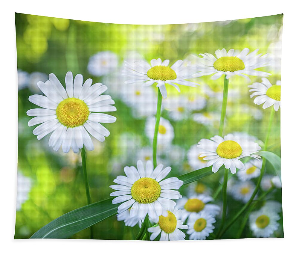 Daisy Tapestry featuring the photograph Daisies Spring Blooming Flowers. by Jordan Hill