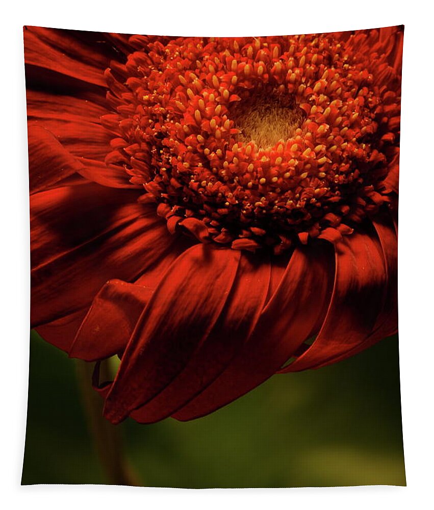 Flower Tapestry featuring the photograph Daisy 9783 by Julie Powell